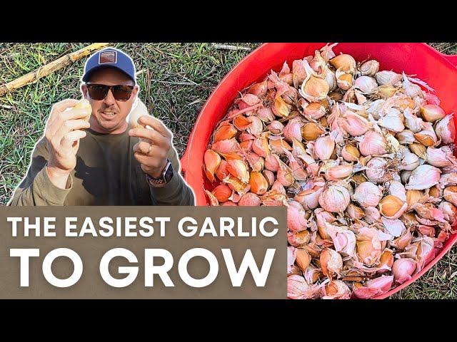 Mastering Garlic Planting: Tips and Tricks for a Bountiful Harvest