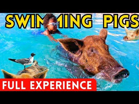Ultimate Guide to Swimming With Pigs in Coco Cay