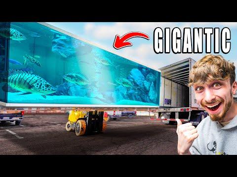 Exciting Updates on the Giant Shark Tank Installation at the Aquarium