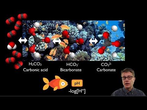 The Devastating Effects of Ocean Acidification: A Looming Environmental Crisis