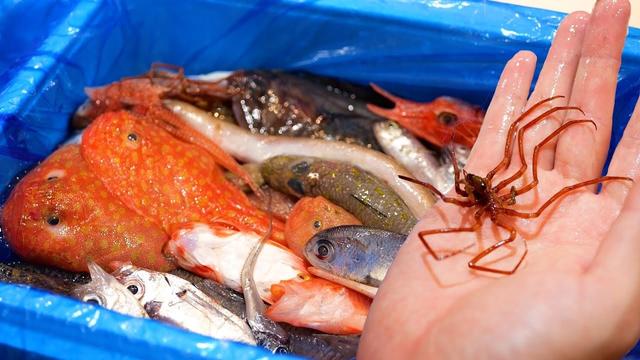 5000円で買った【食用には向かない深海魚BOX】の中身がヤバい。- SEOキーワード最適化記事