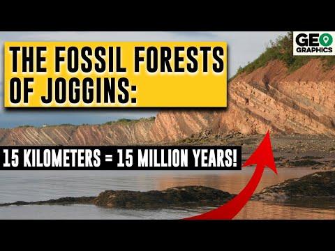 Unveiling the Paleontological Wonders of Joggins: A Journey Through Time