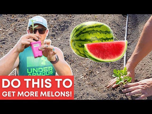 Maximize Your Watermelon Harvest: Expert Tips and FAQs