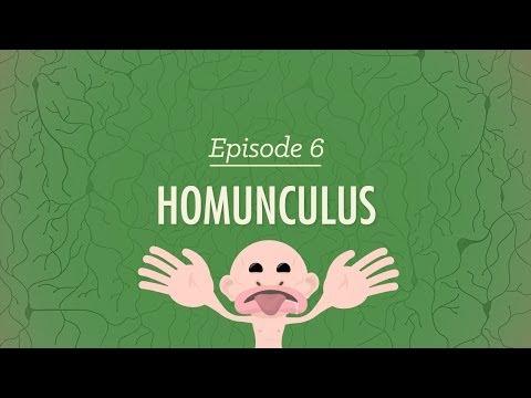 Unraveling the Wonders of Human Senses: From Homunculus to Synesthesia