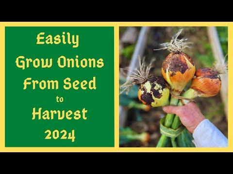 Mastering the Art of Growing Onions from Seed: A Step-by-Step Guide
