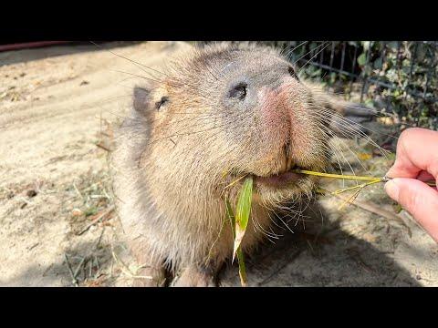 バイオパークの魅力を紹介！笹の葉を食べるカピバラに癒される体験