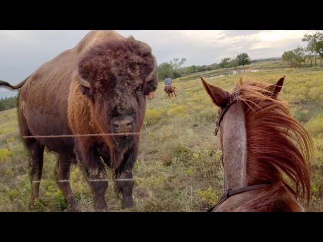 Roundup Day: Herding Cattle on Horseback and ATVs
