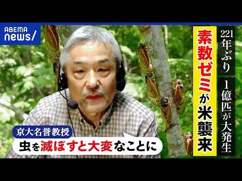 セミの大量発生についての情報と考察