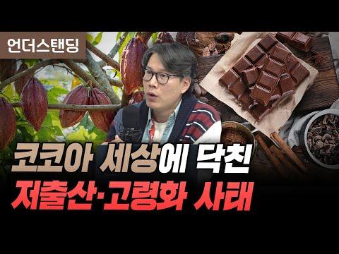 코코아 세상에 닥친 저출산, 고령화 사태