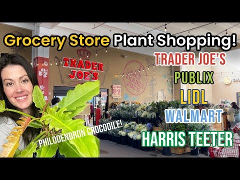 Discovering Rare Plants at Grocery Stores: A Plant Shopping Adventure