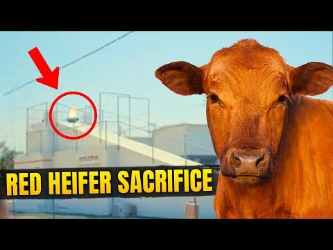 Unveiling the Mysteries of the Red Heifer Sacrifice