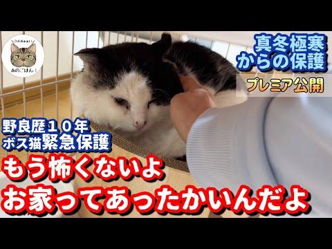 【感動】野良猫の幸せな生活を支えるママ猫の愛情溢れる日常