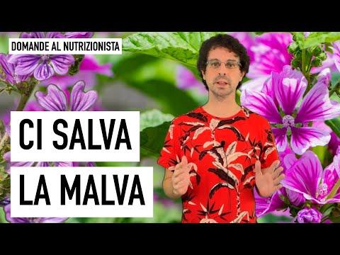 Discover the Benefits of Malva: A Nutritious Plant with Healing Properties