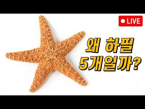 극피동물과 대칭의 진화: 불가사리의 비밀