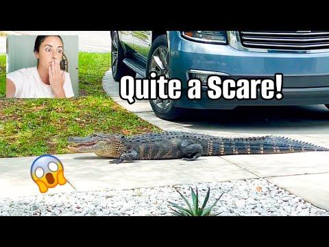 Encounter with an Alligator: A Day in Our Life in Florida