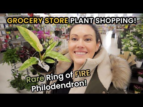 Rare House Plants Galore: A Grocery Store Discovery