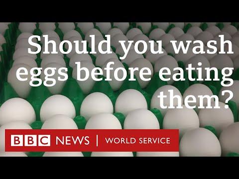 All You Need to Know About Chickens and Eggs: A Fascinating Insight