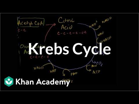 Understanding Cellular Respiration: Glycolysis and the Krebs Cycle