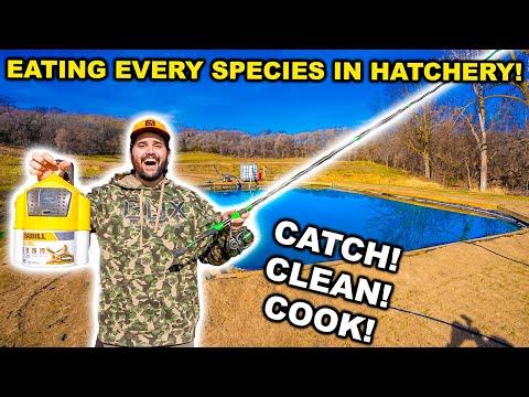 Ultimate Guide to Fishing in Backyard Ponds: Tips, Tricks, and Recipes