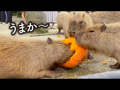 カピバラに大好評！10kgのカボチャをあげたハロウィン動画の魅力