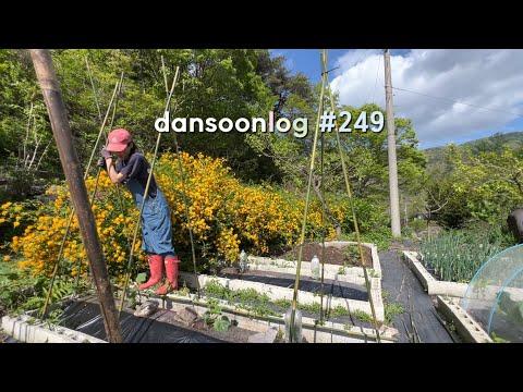 가든 라이프 vlog: 시골에서 혼자 농사짓는 즐거움