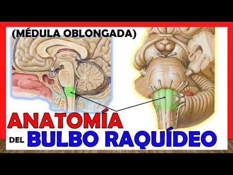 Anatomía del Bulbo Raquídeo: Todo lo que necesitas saber