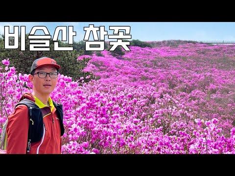 비슬산 진달래 감상투어 | 오토복스 제품으로 편안한 산행을 누리다