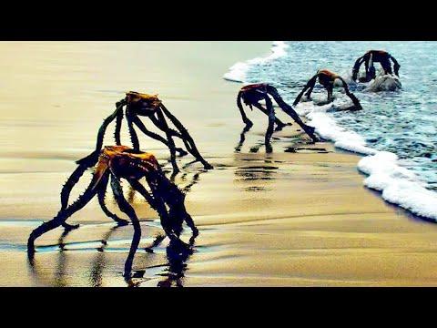 Unbelievable Beach Discoveries: From Alien Theories to Zombie Fish Survival