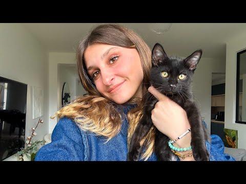 Découvrez les conseils pour l'adoption et les soins des chatons - Vidéo YouTube