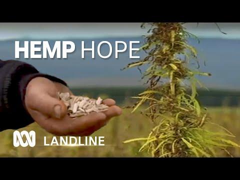 Unlocking the Potential of Hemp: A Sustainable Building Material