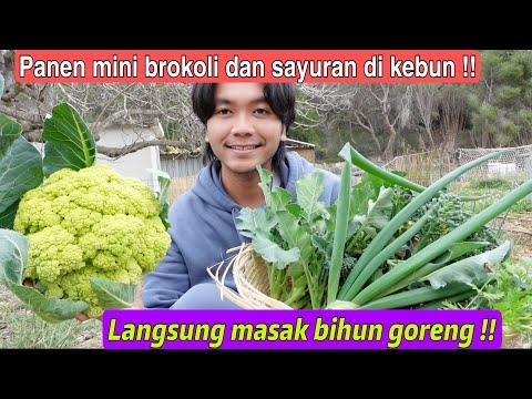 Discover the Joy of Harvesting and Cooking Mini Broccoli and Vegetables in Your Garden