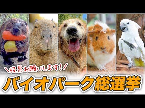 2023年度の動物総選挙に向けての注目ポイント