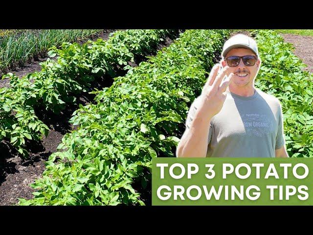 Mastering Potato Harvest: Essential Tips and FAQs