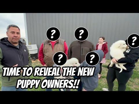 Saying Goodbye to the Puppies: A Heartwarming Journey