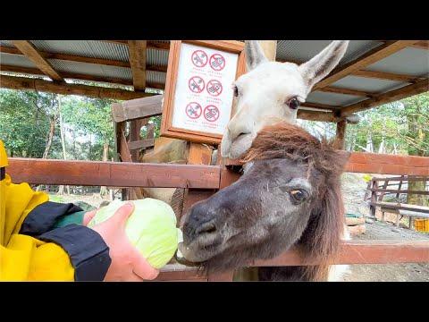 驚くべき動物園のエピソード：馬とラマのキャベツ大騒動