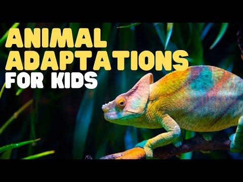 Amazing Animal Adaptations: Surviving in the Wild