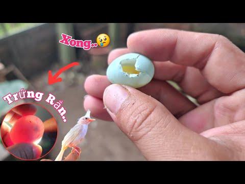 Unveiling the Mysteries of Snake Eggs: A Journey with Long Den TV