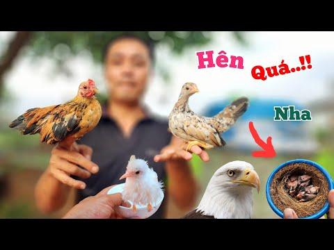 Exciting Chicken Hatching Process Revealed: From Unique Behaviors to Mutant Chickens