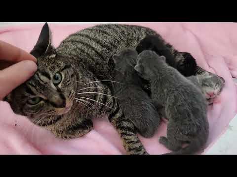 The Heartwarming Tale of Sky and her Kittens: A Journey of Rescues and Playfulness