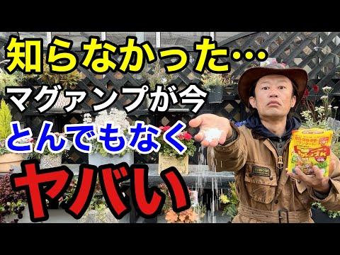 マガンプ肥料の効果的な使い方と注意点