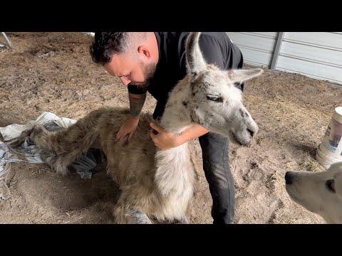Lamar the Lethargic Llama: A Heartbreaking Journey