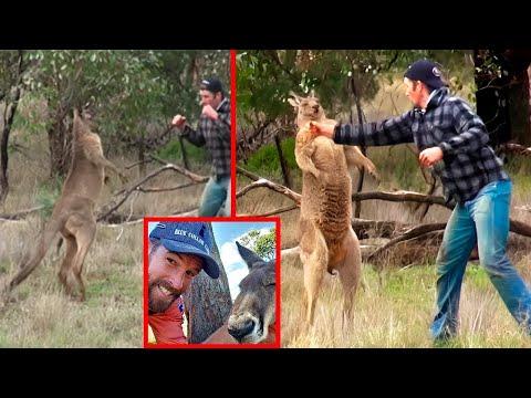 When Animals Attack: 8 Shocking Stories of Human-Animal Encounters