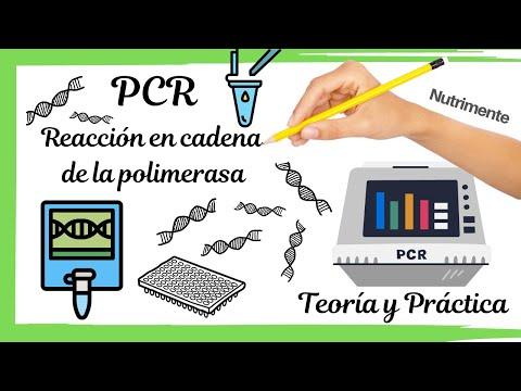 Todo lo que necesitas saber sobre la PCR: Teoría y Práctica