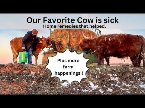 Home Remedies for Sick Cows: A Farmer's Guide to Recovery