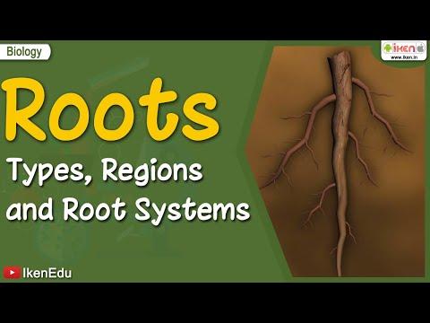 Unraveling the Mysteries of Plant Roots: A Comprehensive Guide