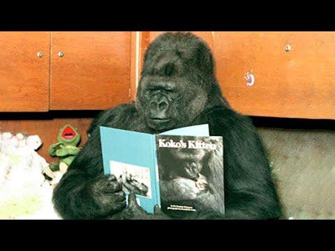 Unveiling the Extraordinary Communication Skills of Koko the Gorilla