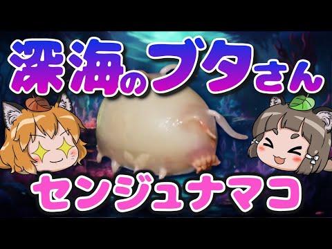 深海生物センジュナマコの驚くべき世界