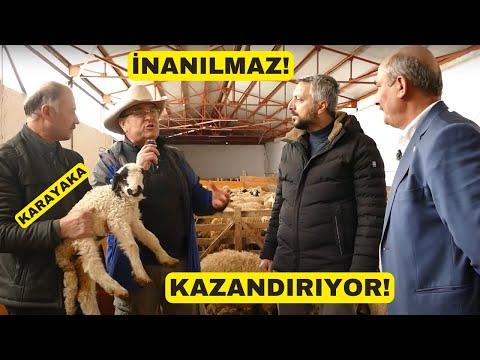 Unlocking the Secrets of Karayaka Sheep: A Comprehensive Guide to Breeding Success