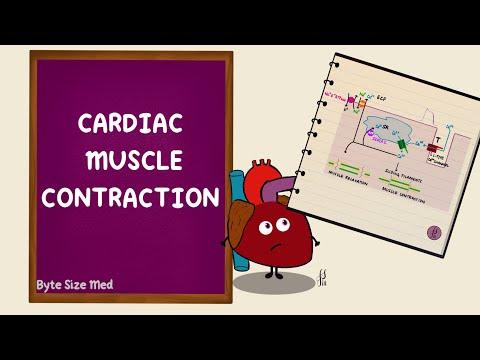 Understanding Muscle Contraction: From Neuromuscular Junction to Cardiac Function