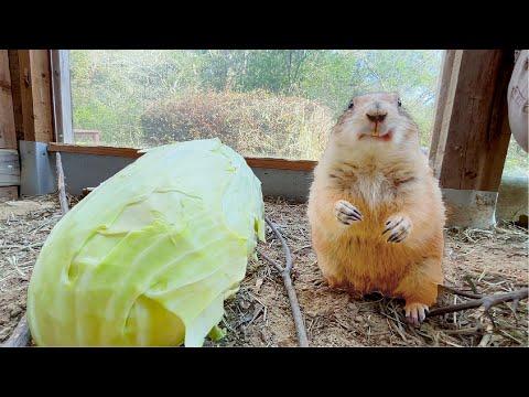 プレーリードッグがキャベツを食べる様子を楽しむ